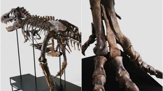 Un schelet complet de Tyrannosaurus Rex va fi scos la licitație