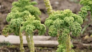 Varza kale. Ce conține și cum se prepară