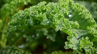 Varza kale. Ce conține și cum se prepară