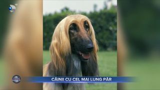 C&acirc;inii cu cel mai lung păr