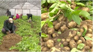 VIDEO - Producătorii așteaptă recoltele de cartofi