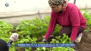 Prima recoltă rom&acirc;nească de cartofi noi