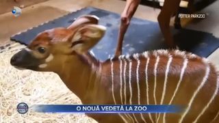 VIDEO- Sărbătoare la o grădină zoologică din Michigan