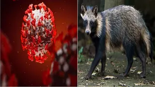 Primii pe lista de suspecți pentru pandemia COVID-19: câinii-raton 