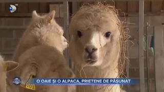 O oaie și o alpaca, prietene de pășunat
