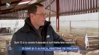 O oaie și o alpaca, prietene de pășunat