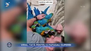 Dragoste de papagali 