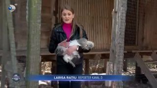 Găina de mătase japoneză, o afacere pentru rom&acirc;ni