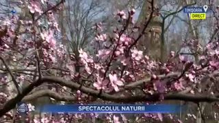 VIDEO- Au înflorit cireșii japonezi de pe malul râului Bega