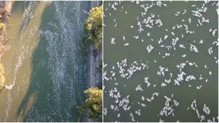 Milioane de pești plutesc morți pe fluviul Darling, în urma unui val de caniculă