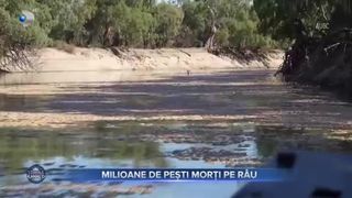 Milioane de pești morți pe râu