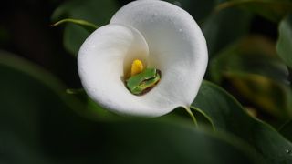 Care este diferența dintre primăvara astronomică și cea calendaristică