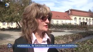 Ananasul, cultivat &icirc;n Transilvania