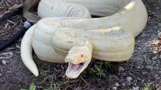 Incredibil! Ce au găsit localnicii unui sat în burta unui șarpe Boa? Oamenilor nu le-a venit să creadă