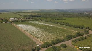 O soluție în cazul secetei ar fi perdelele forestiere, care de altfel sunt foarte greu de plantat