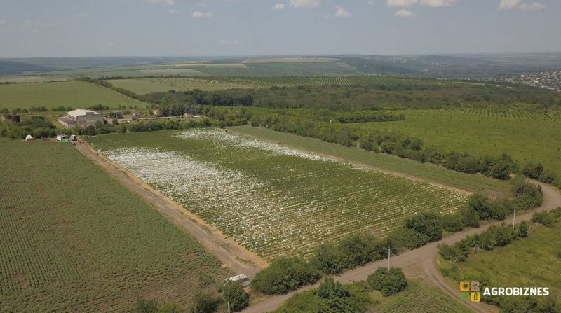 O soluție în cazul secetei ar fi perdelele forestiere, care de altfel sunt foarte greu de plantat