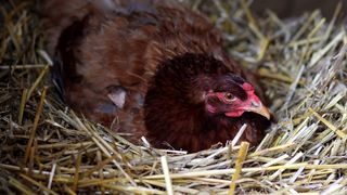 Buna Vestire 2023. Tradiții și obiceiuri importante pentru Blagovestenie 