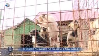 Suflete chinuite de oameni fără inimă