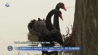 VIDEO- Lebedele negre fac spectacol pe malul Dunării