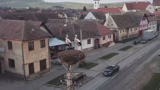 VIDEO- Primele berze s-au întors în comunele Porumbacu de Jos și Cristian