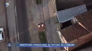 Vestitorii primăverii se &icirc;ntorc &icirc;n cuiburi