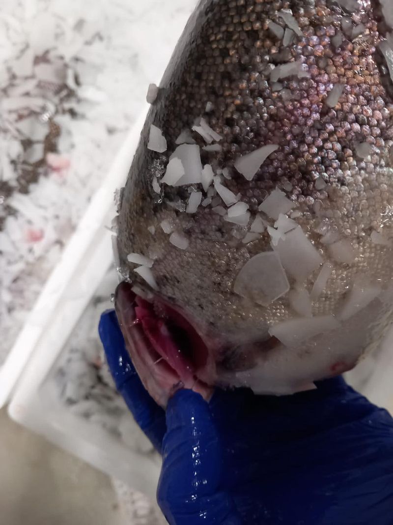 Nu trebuie să achiziționăm produse cu suprafață lipicioasă, deshidratată, cu pete de mucegai, produse cu miros și culoare modificate, cu aspect de vechi