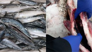 La ce trebuie să fim atenți atunci când cumpărăm pește/ ”Refuzați să cumpărați pește și produse din pește preambalate, pe ale căror etichete nu este înscrisă dată durabilității minimale”