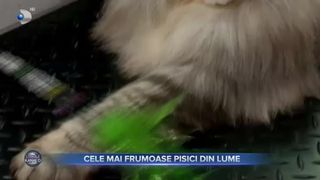 Cele mai frumoase pisici din lume