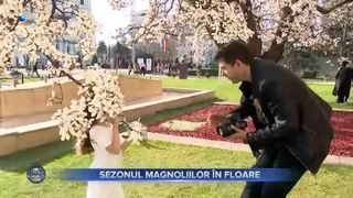 Sezonul magnoliilor &icirc;n floare