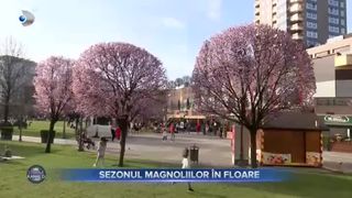 VIDEO- A început sezonul magnoliilor! Primăria din Iași, colorată de magnolii