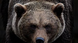 Bărbat - atacat de urs. A fost emis mesaj Ro-Alert