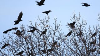 VIDEO- Sute de ciori au acaparat drumul de la intrare în Baia Mare! Oamenii au cerut ajutorul Ministerului Mediului