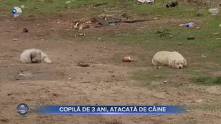 Copilă de 3 ani, atacată de c&acirc;ini