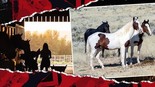 EXCLUSIV: Cazul cailor găsiți în condiții improprii, continuă/Avocat: ”Instanța de judecată a admis plângerea la sechestrul asigurator pus pe cai”