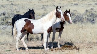 Polițiștii din Ilfov au făcut percheziții &icirc;n comuna Gruiu din județul Ilfov, după ce s-au sesizat cu oficiu cu privire la săv&acirc;rșirea infracțiunii de ucidere cu intenție a mai multor cai