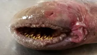 Peștele-vampir a fost descoperit pe o plajă din Olanda. Cu ce se hrănește acesta