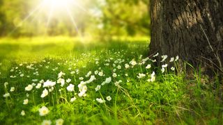 Duminica Floriilor 2023. Pe ce dată are loc sărbătoarea în acest an?