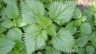 Beneficiile și contraindicațiile urzicilor. Cine nu trebuie să le consume?