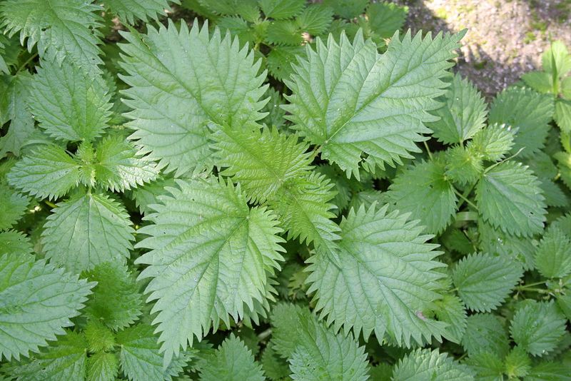 Beneficiile și contraindicațiile urzicilor. Cine nu trebuie să le consume?