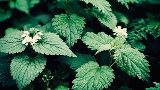 Beneficiile și contraindicațiile urzicilor. Cine nu trebuie să le consume?