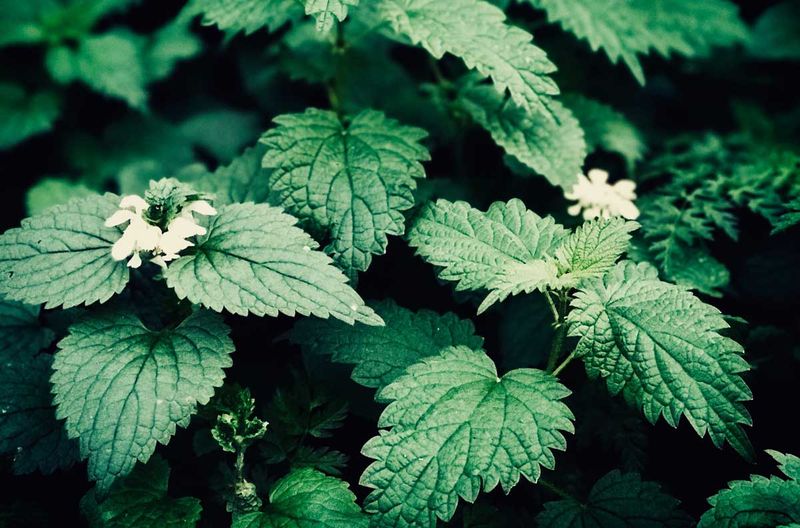 Beneficiile și contraindicațiile urzicilor. Cine nu trebuie să le consume?