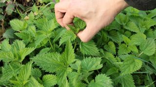 Beneficiile și contraindicațiile urzicilor. Cine nu trebuie să le consume?