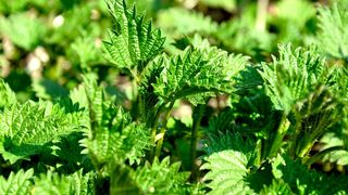 Beneficiile și contraindicațiile urzicilor. Cine nu trebuie să le consume?