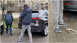 VIDEO - Piton de un metru, slobod pe o stradă din Baia Mare! Imagini inedite cu șarpele