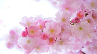 Floriile catolice 2023. Când sunt sărbătorite în acest an? Tradiții și obiceiuri înainte de Paștele catolic!