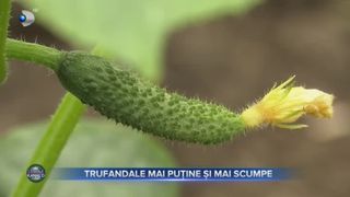 Trufandale mai puține și mai scumpe