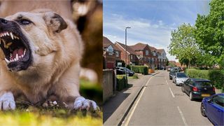 Un copil de 11 ani a fost atacat de un câine în Londra/ ”Rănile ei au fost evaluate ca fiind nepericuloase” 