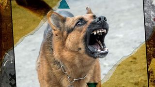 Numărul de atacuri ale c&acirc;inilor &icirc;nregistrate de poliție &icirc;n Anglia și Țara Galilor a crescut cu peste o treime &icirc;n ultimii cinci ani, potrivit unei anchete a BBC