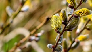 Duminica Floriilor 2023. Ce nu este bine să faci? Puțini credincioși știu aceste lucruri!