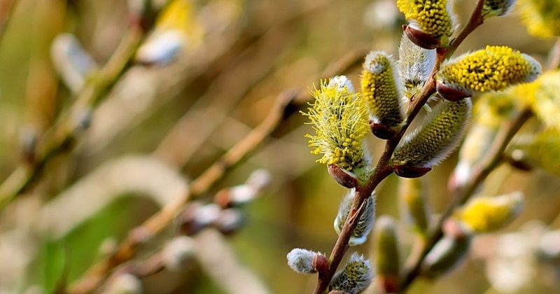 Duminica Floriilor 2023. Ce nu este bine să faci? Puțini credincioși știu aceste lucruri!